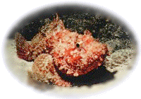 fish.gif (22051 Byte)