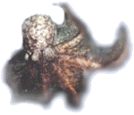 oct.gif (12692 Byte)